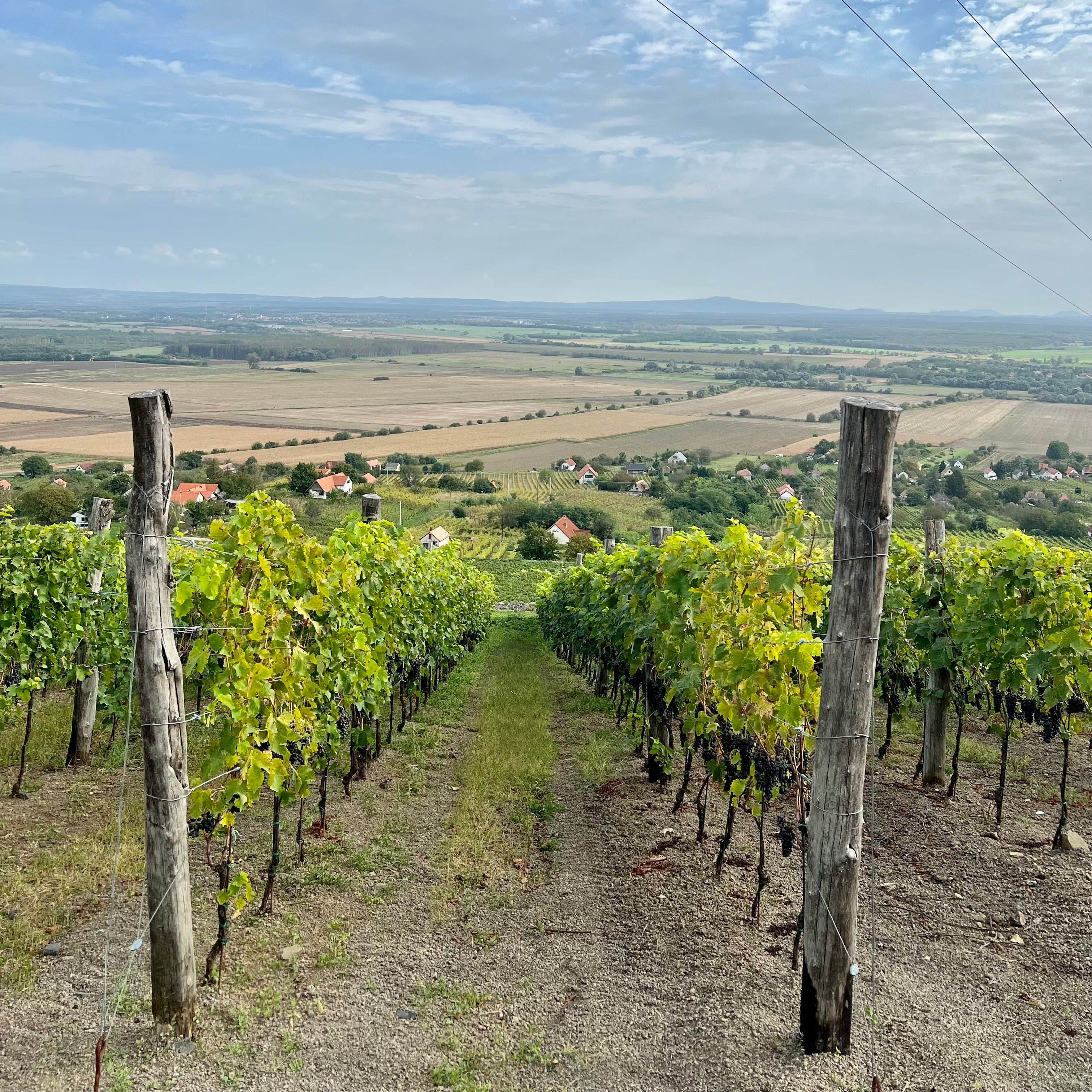 Fekete Pince Somloi Cuvee 2022, Somlo, Hungary