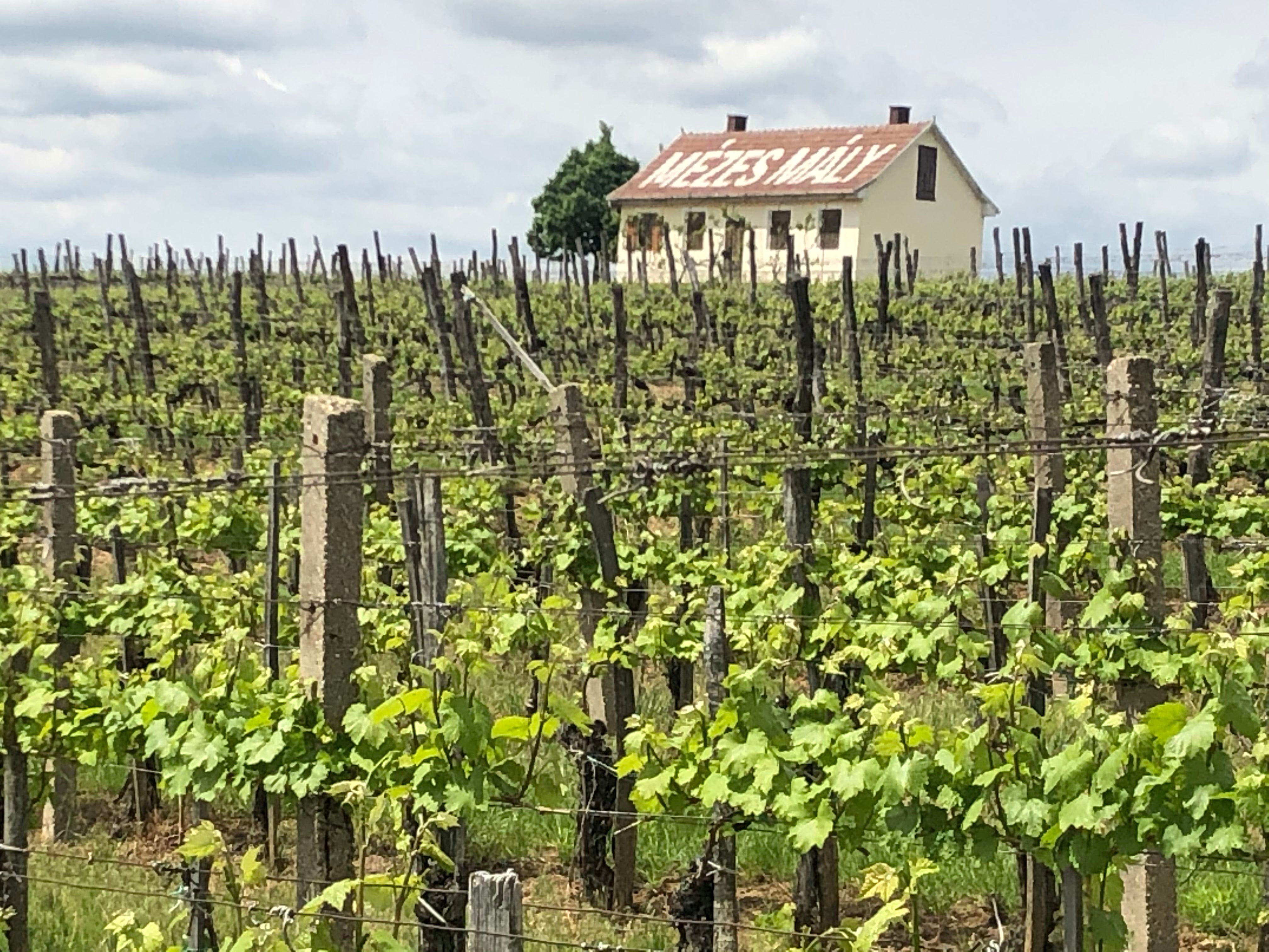Péter Pince 'Mézes-Mály' Hárslevelű 2022, Tokaj, Hungary