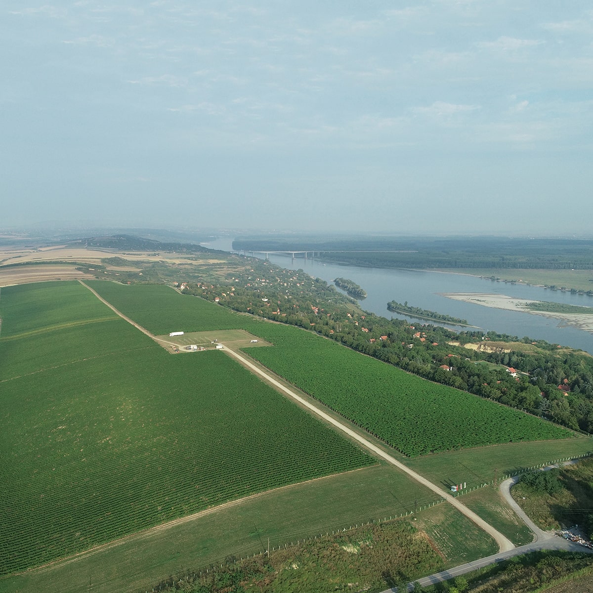 Erdevik Estate Belluci Tamjanika 2021, Fruška Gora, Serbia