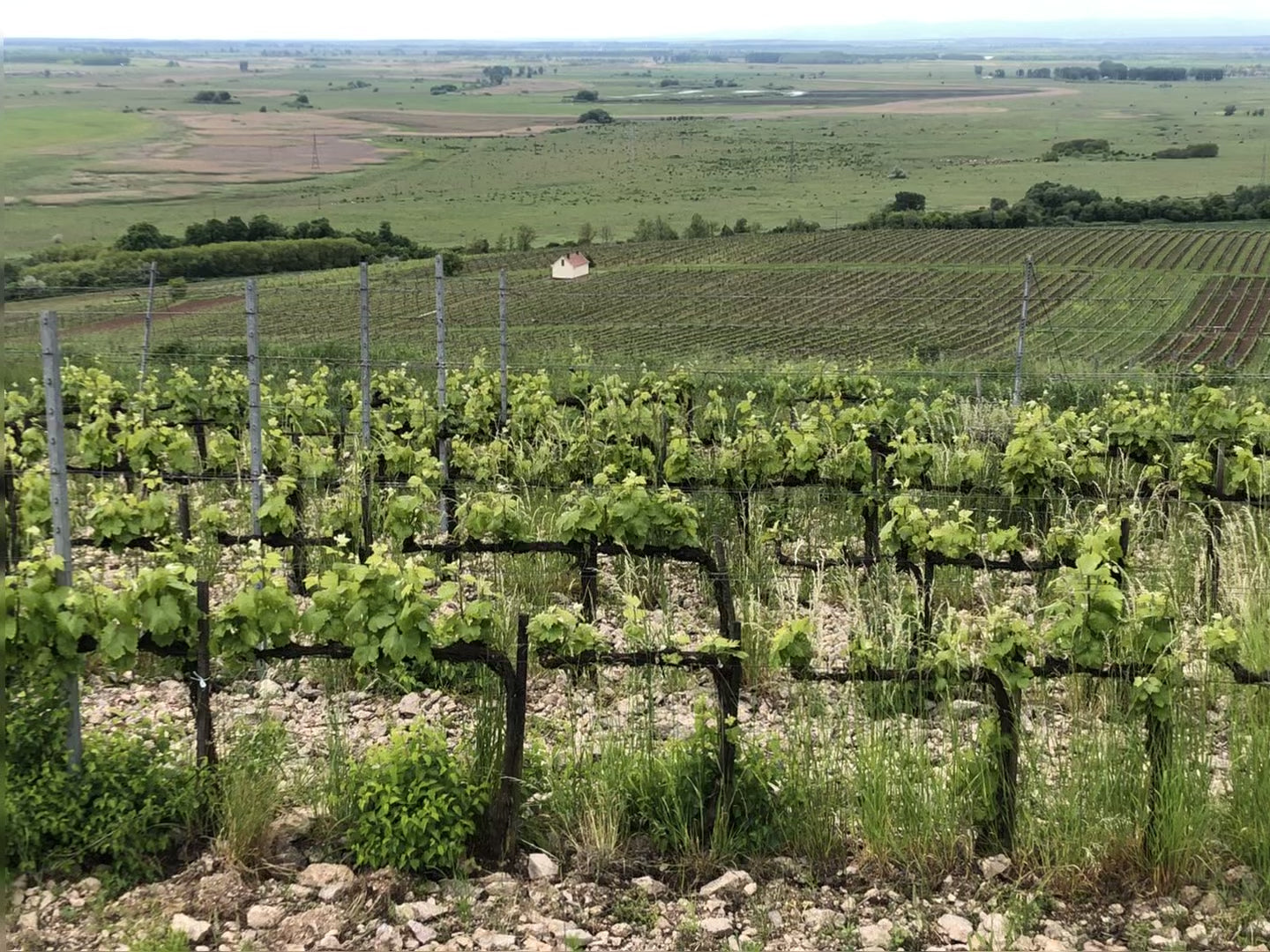 Peter Pince Kövérszölõ 2022, Tokaj, Hungary