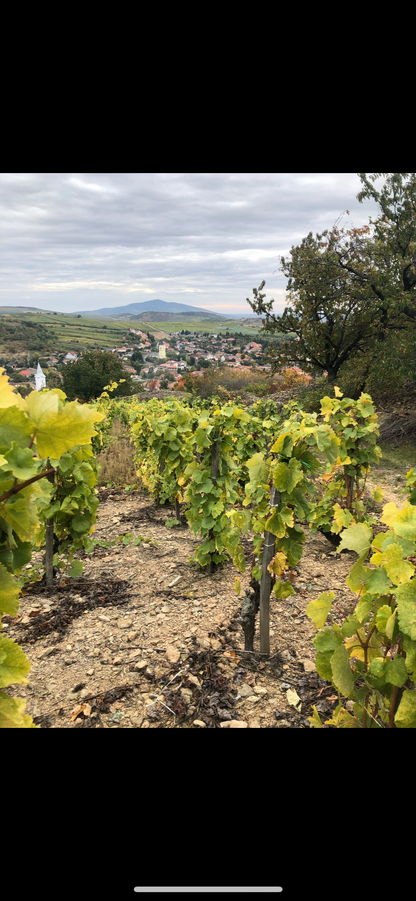 Demetervin 'MAX' Furmint 2023, Tokaj, Hungary