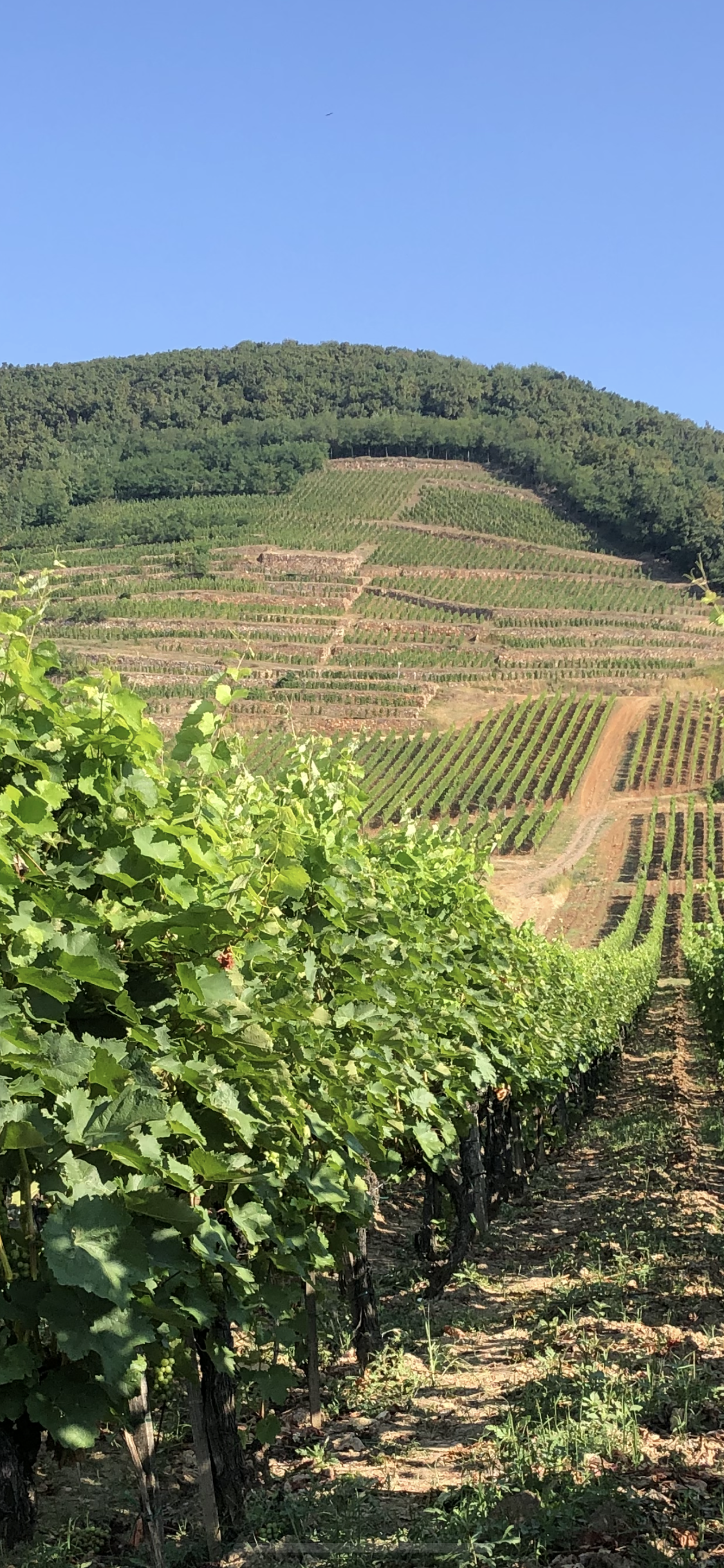 Demetervin Király Single Vineyard Szamorodni 2017 Tokaj, Hungary